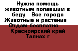 Нужна помощь животным попавшим в беду - Все города Животные и растения » Отдам бесплатно   . Красноярский край,Талнах г.